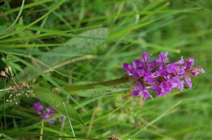 Dactylorhiza majalis