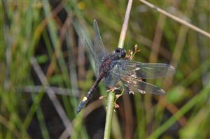 samec L. pectoralis