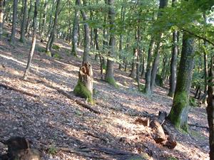 TMP1 (Steblová skala)