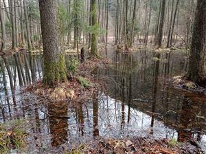 pohľad na lokalitu a vajíčka skokana