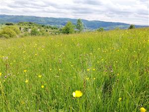 02 Pohľad do porastu