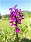 02 Orchis morio