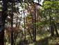 Teplomilné panónske dubové lesy (3.8.2022)