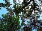 Teplomilné panónske dubové lesy (4.8.2022)