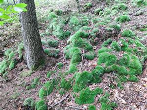 Leucobryum glaucum