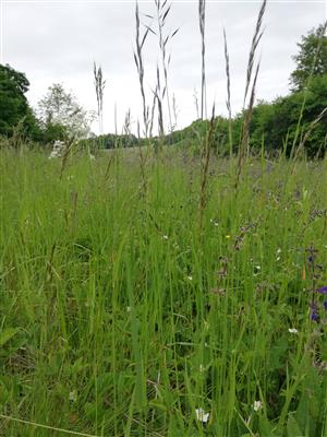 03 Pohľad do biotopu