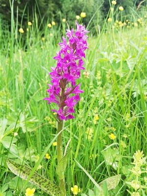 06 Dactylorhiza majalis (26.5.2022)