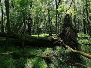 Fotografia zachytáva biotopy v TML.