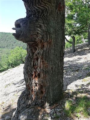 Pobytové znaky Cerambyx cerdo.