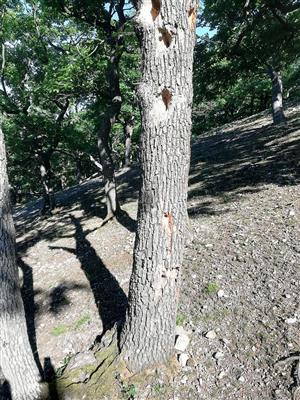 Pobytové znaky Cerambyx cerdo