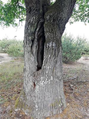 Dub s výskytom pižmovca.