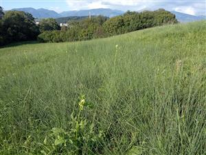 Lokálne podmáčaná plocha s porastom Juncus inflexus a Cirsium oleraceum