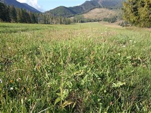 Ambrosia artemisiifolia - ojedinele v poraste na okraji poľnej cesty