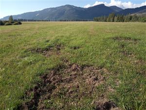 Lúčny porast narušený diviakmi