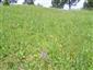 Suchomilné travinnobylinné a krovinové porasty na vápnitom podloží (*dôležité stanovištia Orchideaceae) (18.6.2014)