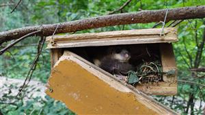 Glis Glis v búdke