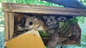 Dospelý jedinec Glis glis spolu s 5x mladými jedincami. 