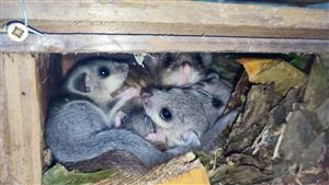 Dospelý jedinec Glis glis spolu s 3x mladými jedincami. 