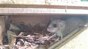 Dospelý jedinec Glis glis. 