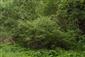 Horské vodné toky a ich drevinová vegetácia so Salix eleagnos (14.6.2022)