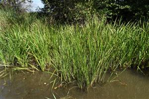 Okraje toku lokálne zarastajú močiarnymi druhmi (Spraganium erectum, Butomus umbelatus), ktoré následne akumulujú sediment