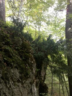 Taxus baccata