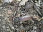 Aegosoma scabricorne