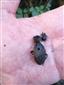 Carabus coriaceus