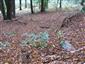 Bukové a jedľové kvetnaté lesy (15.10.2013)