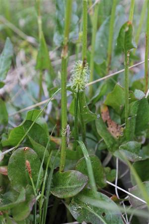 exúvium C. ornatum