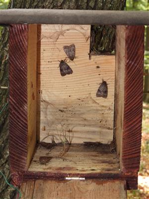 Amphipyra pyramidea