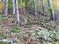 Lipovo-javorové sutinové lesy (17.10.2013)
