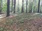 Bukové a jedľové kvetnaté lesy (15.10.2013)