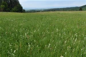 Celkový pohľad na lokalitu; v porastoch výraznejší aspekt Galium boreale