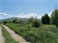 jašterica bystrá (14.5.2022)