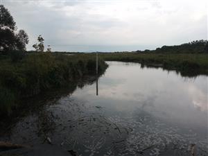 Pohľad na JV meander Žitavy, TML Žitavský luh, JV časť, biotop Hyla arborea, foto: 6.9.2022, J.Lengyel.