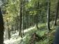 Javorovo-bukové horské lesy (22.9.2014)