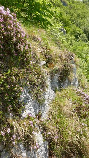 alpínske spoločenstvo s jedincami Daphne arbuscula na časti skalného brala
