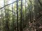 Vápnomilné bukové lesy (24.9.2014)