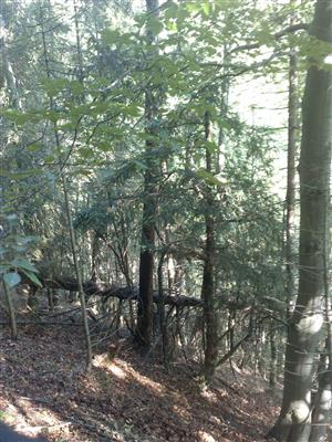 Výskyt Taxus baccata