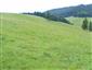 Nížinné a podhorské kosné lúky (27.6.2014)