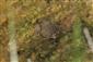 Sliačske travertíny - Bombina variegata