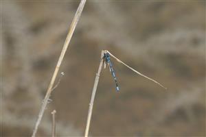 Sliačske travertíny - Coenagrion puella