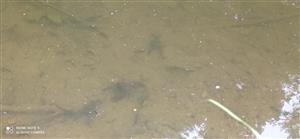 Astacus astacus