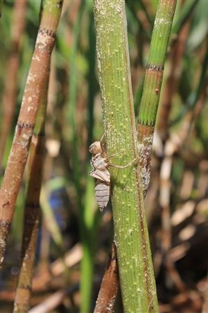 exúvium L. pectoralis