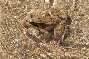 TML_TritMont_037 - Rana dalmatina