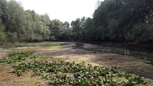 Pohľad na mozaiku cieľového biotopu (Vo2), obnaženej pôdy, vodnej hladiny a porastov biotopu (Vo8)