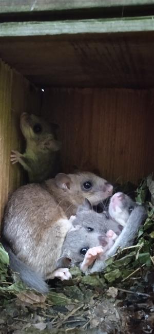 Glis Glis samica s mláďatami