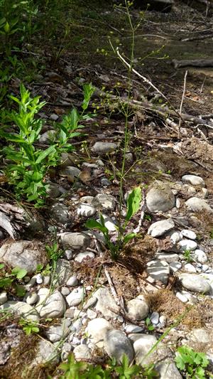 Śtrkovo-kamenitý substrát s prítomnosťou druhu Alisma plantago-aquatica.