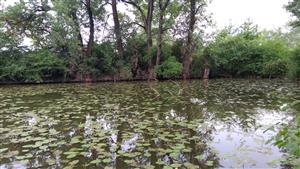 Porasty s dominujúcim druhom Nuphar lutea.